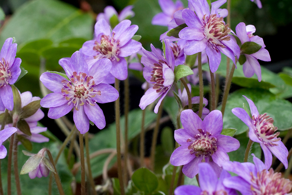 Hepatica - fragrant, unnamed