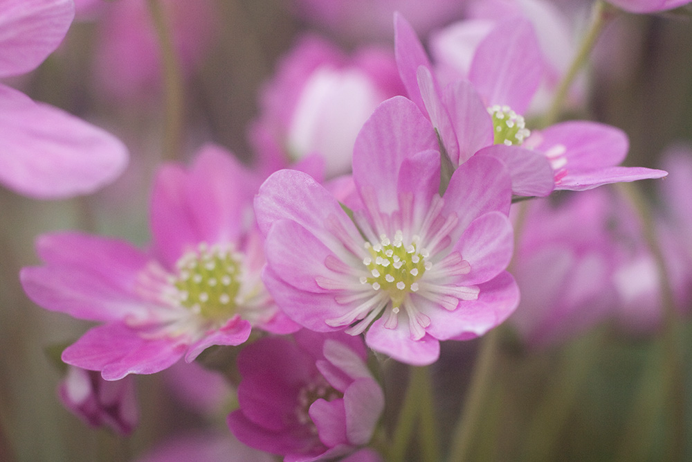 Hepatica - fragrant, unnamed