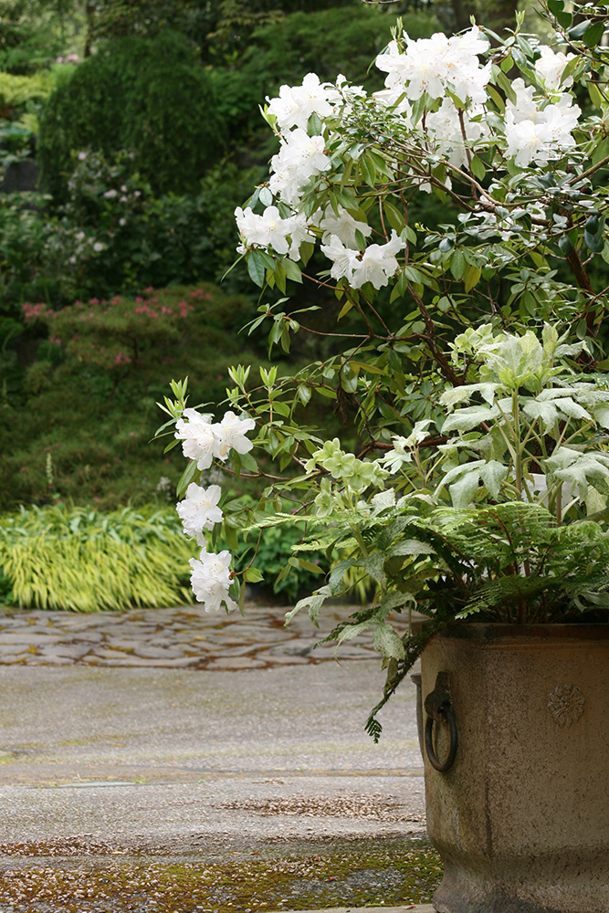 Rhododendron ciliicalyx 'Walt Maynard'