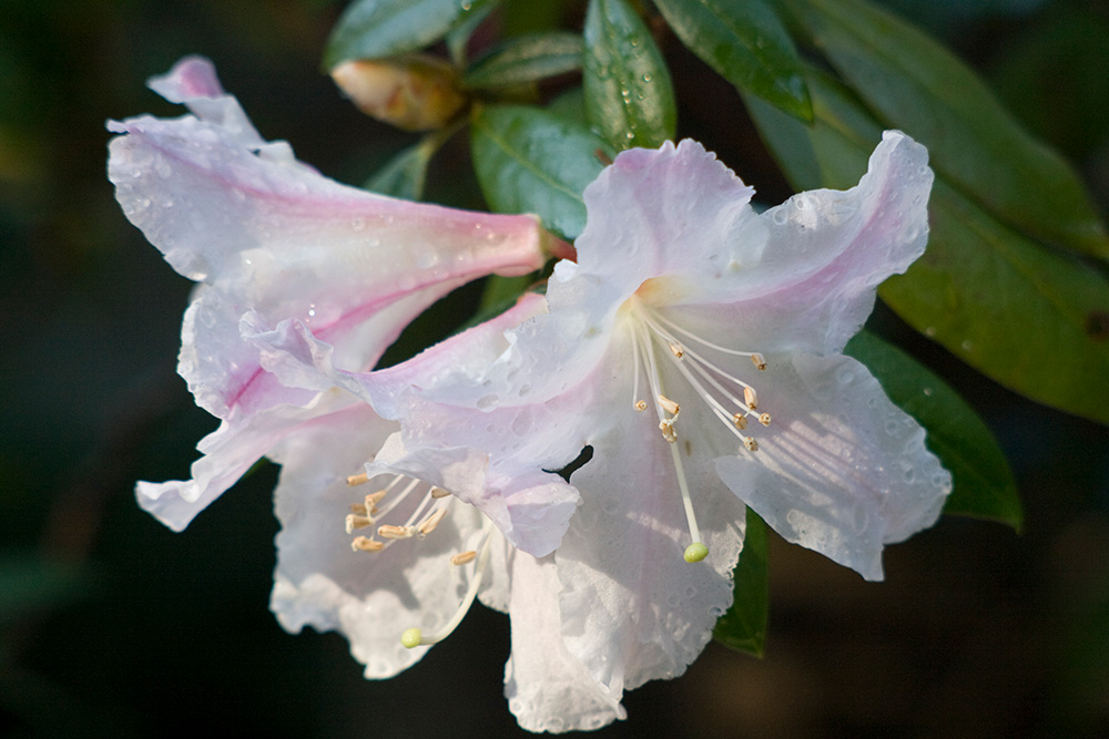 Rhododendron ciliicalyx 'Walt Maynard'