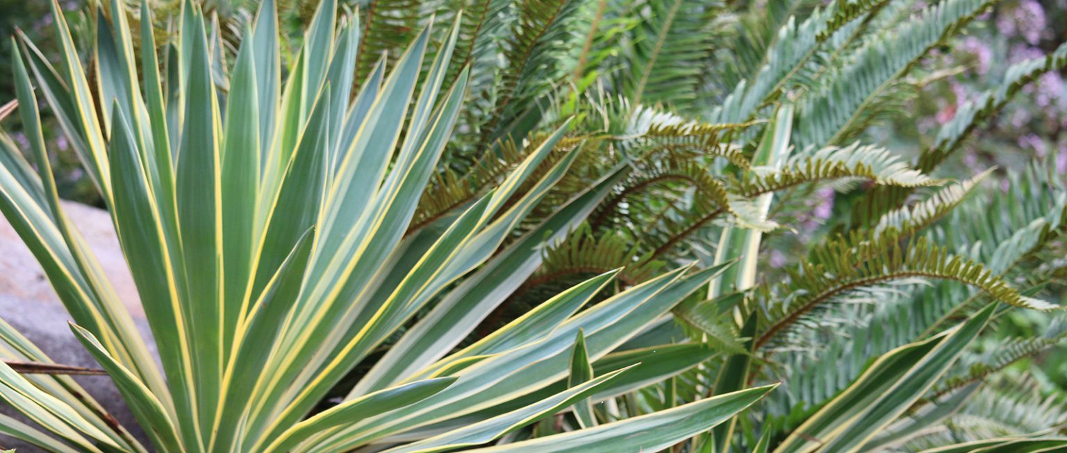 Dry Bank Elisabeth C. Miller Botanical Garden