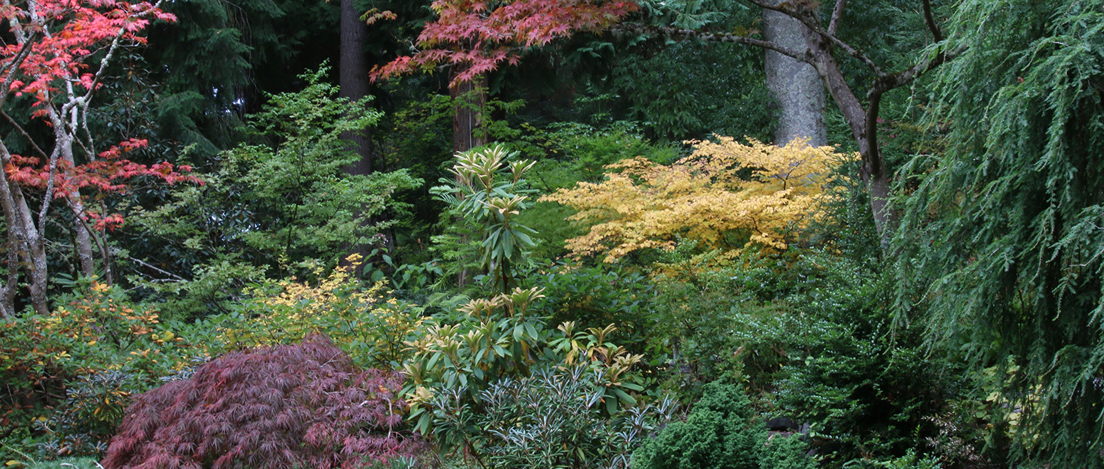 Upper garden, gully garden