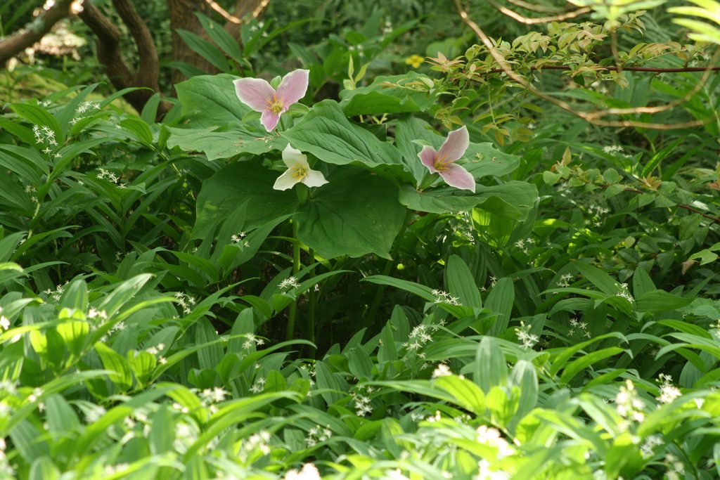 Maianthemum (Smilacina) stellata, Trillium ovatum