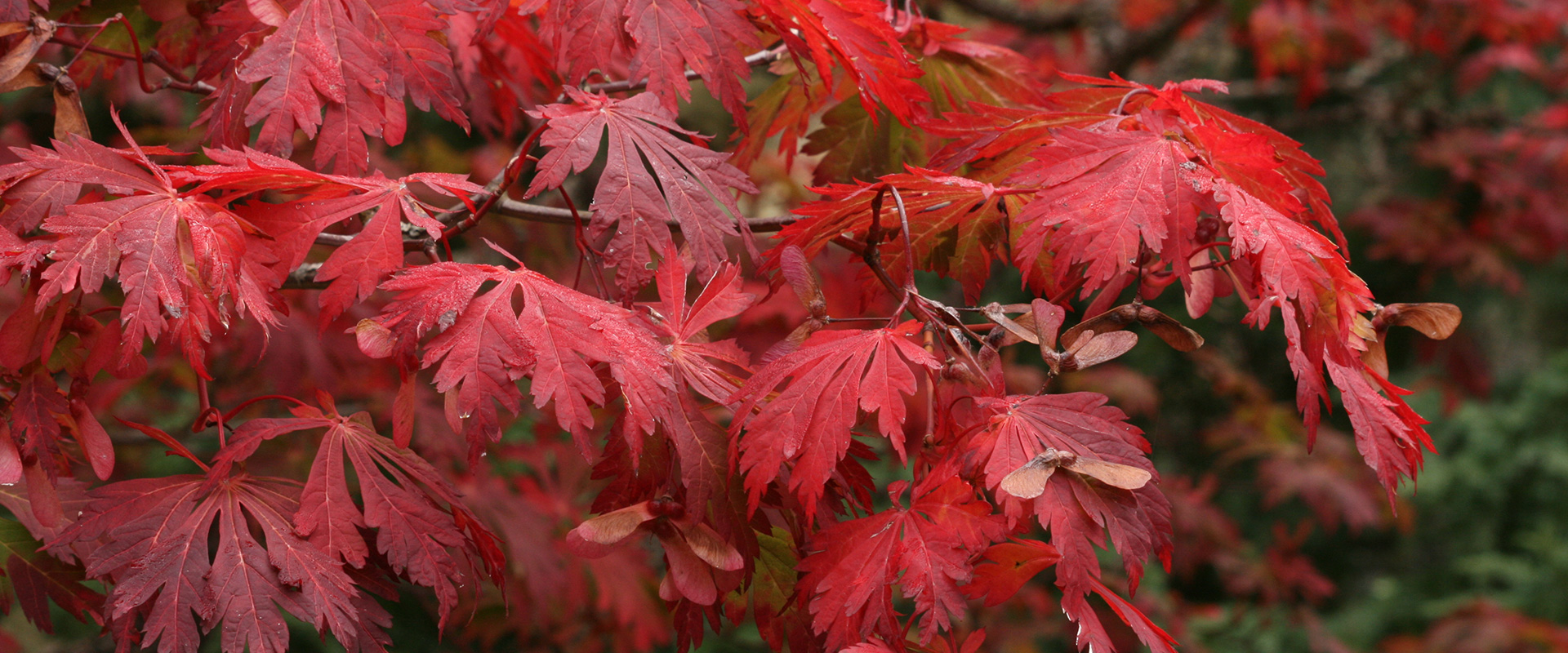 Acer japonicum 'Aconitifolium'