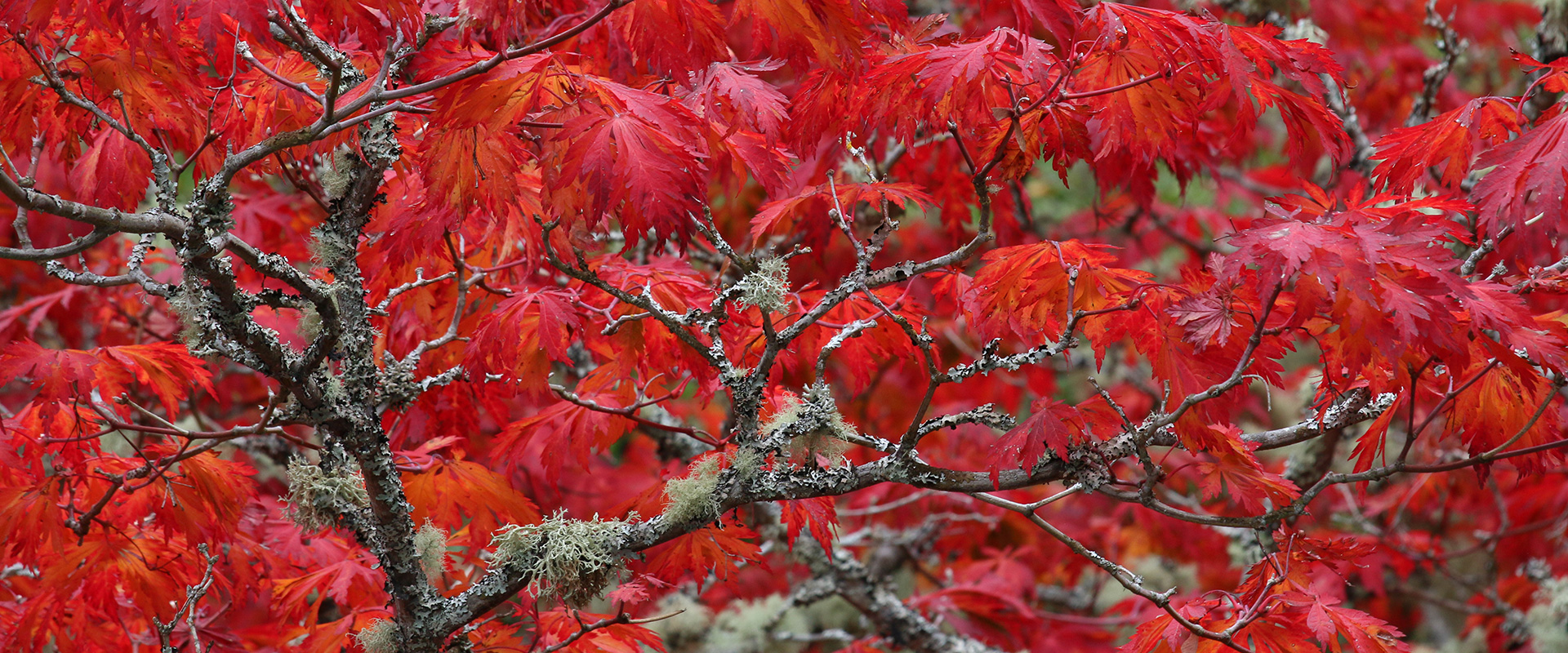 Acer japonicum 'Aconitifolium'