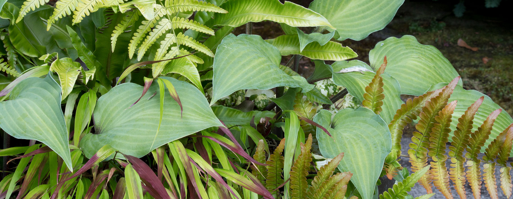 Hierochloe odorata – Elisabeth C. Miller Library